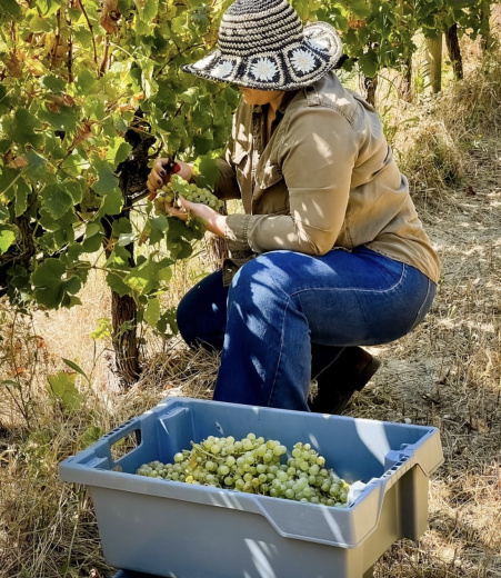 Experiências de Vindima para Empresas e Grupos na Quinta do Boição, João Portugal Ramos e Ode Winery
