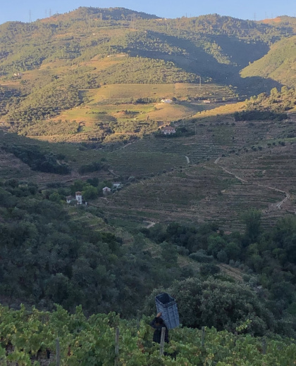 Experiência de Vindima na Quinta do Tedo com os proprietários!