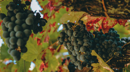 5 Wine & Cheese Tasting-groups more than 3 persons