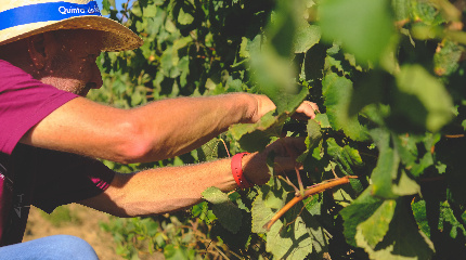 Vindima na Quinta da Folgorosa -até 19 de setembro