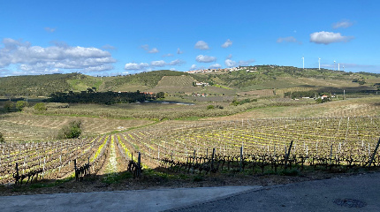 Almiara Standard visit & 4 wine tasting