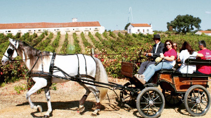 Passeio de Charrete e prova de 5 vinhos Premium
