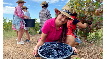 Special Grape Harvest  Day-For Groups