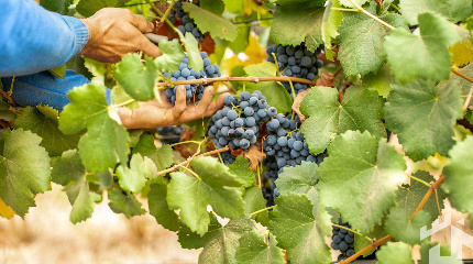 Tour & tasting of 8 wines – “I want to try everything”