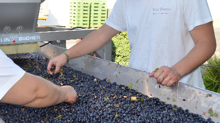 Nature'ing with Wine - Harvest Experience