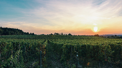 Passeio de Charrete pelas vinhas