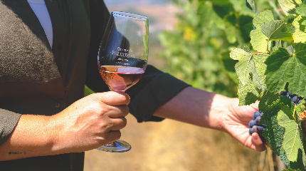 Enólogo por um dia com prova de 3 vinhos