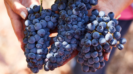 Prova de 5 vinhos e 3 azeites 