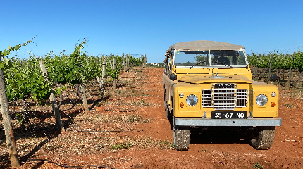 Visita à vinha e adega e prova de 3 vinhos Paradise