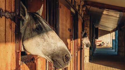 Horse Riding through the wine estate