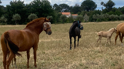 Intermediate Horse Riding Lesson