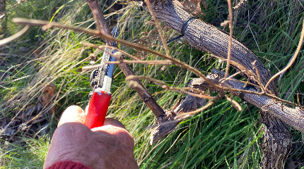 A experiência da poda