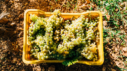 Grape Harvest Experience-for groups