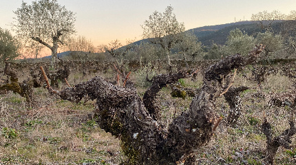 Visita à vinha centenária e prova de vinhos com enólogo