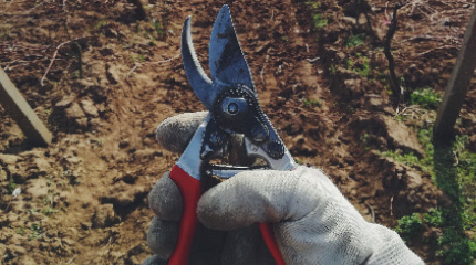 Workshop da poda & prova de vinhos