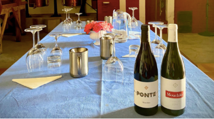 Vineyard & winery visit including local gastronomy