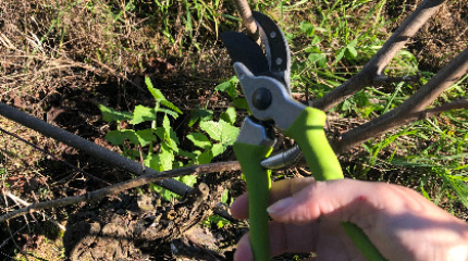 Vineyard Pruning Experience