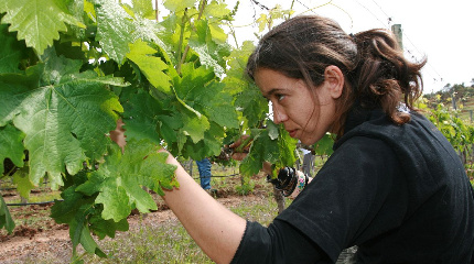 Grape Foot Treading & harvest experience -available on 7 &14 of September