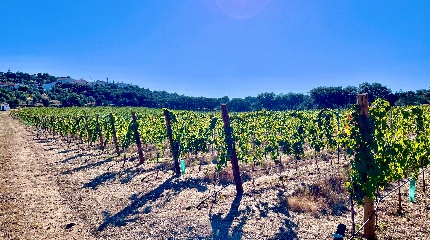 Visita e prova de 3 vinhos – Prova Verão