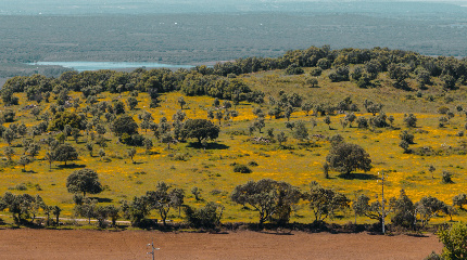 The Pista Wines Picnic