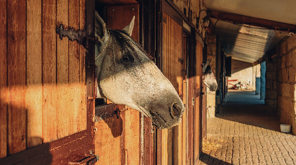 Advanced/Competition Riding Lesson